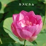 hasu29