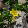 IMGP8975