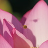 花に舞う