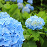 8月の紫陽花