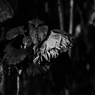 #17 Sorrow