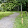 桜の木