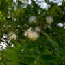 繊細