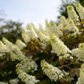 何という花？→柏葉紫陽花