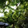 瓦