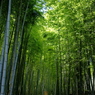 嵯峨野・化野念仏寺の竹林　京都スナップ　