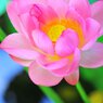 蓮華の心