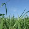 夏の草