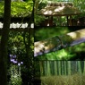 祇王寺　京都スナップ