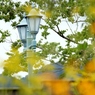 English garden