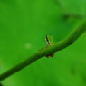 IMGP1673