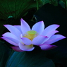 朝の蓮の花