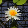 蓮