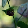 花に守られて