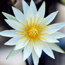 輝く花火