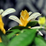バナナ花？！