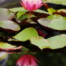 鏡