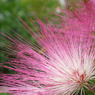 花火