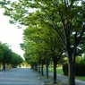 公園の朝