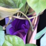Ipomoea nil 2