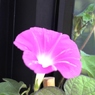 Ipomoea nil 3