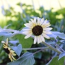 Helianthus annuus 1