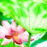 盛夏日陰