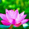 悟る蓮華