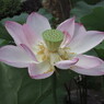 蓮の花