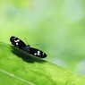 ダイミョウセセリ