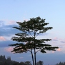 夏　早朝 6