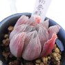 初夢殿×中国黒オブツーサ