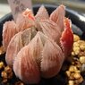 初夢殿×中国黒オブツーサ