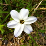 白い花