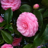 この花は・・・？