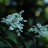 アジサイに似ていますが？何の花でしょう？