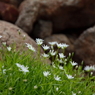 岩の花と呼んでみたい