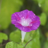 残り雨
