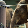 上野動物園_ゾウの優しい目