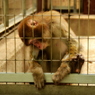 上野動物園_サル脱出計画？