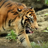 上野動物園_トラ