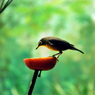 上野動物園_鳥