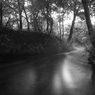 Through Forest