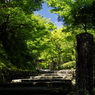 化野念仏寺　夏の参道
