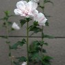 八重のムクゲ