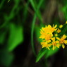 高山の花