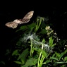 夜咲く花に来るのは　Ⅱ