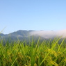 田舎の朝