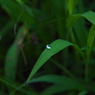 水玉のギフト