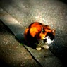 ねこ